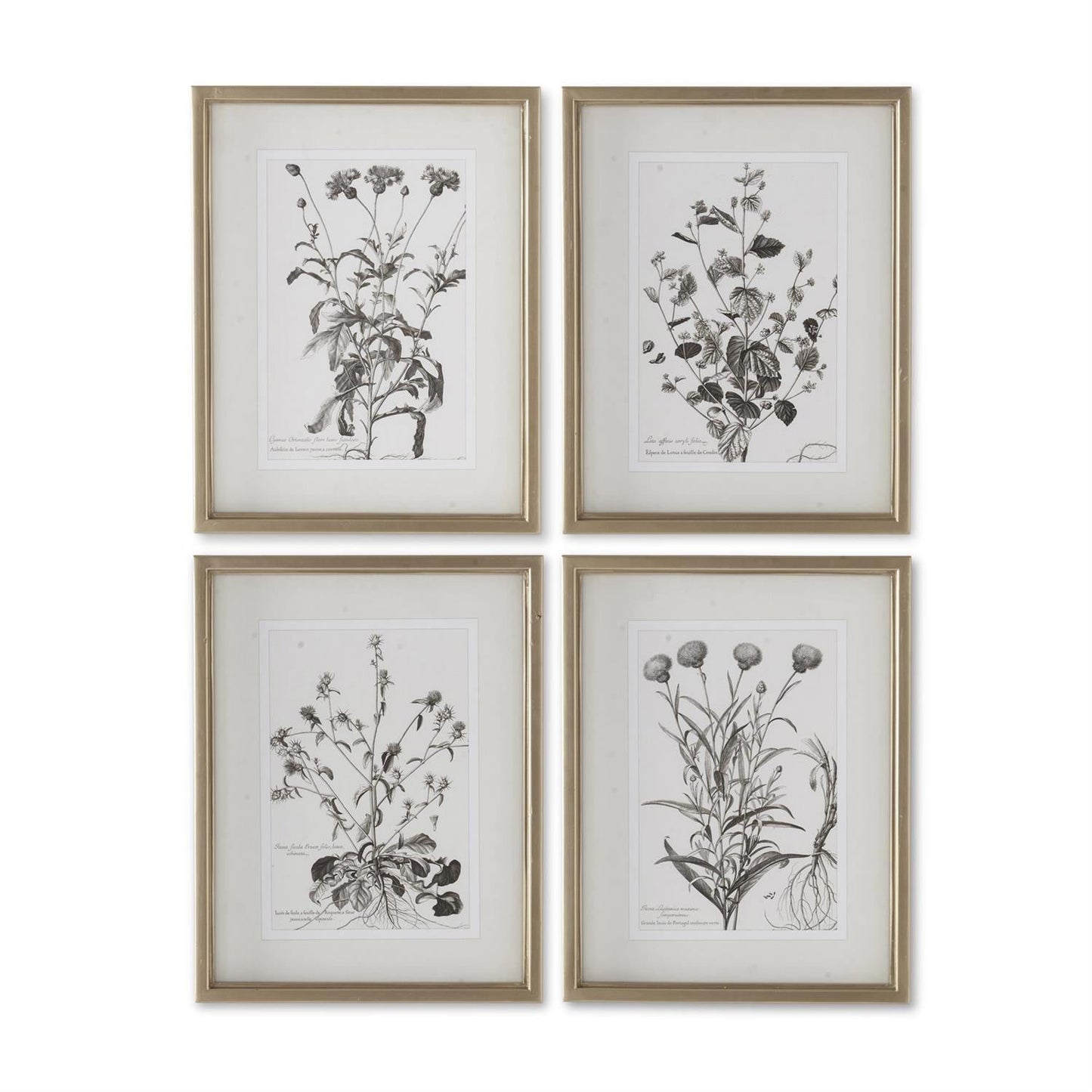 18" Gold Frame Botanical Print