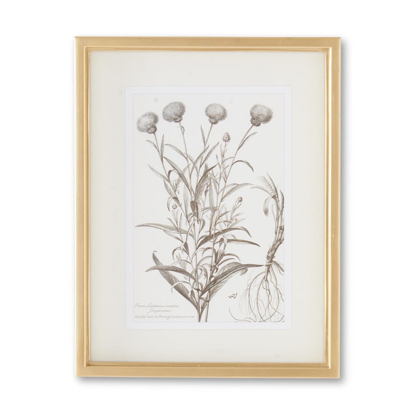 18" Gold Frame Botanical Print