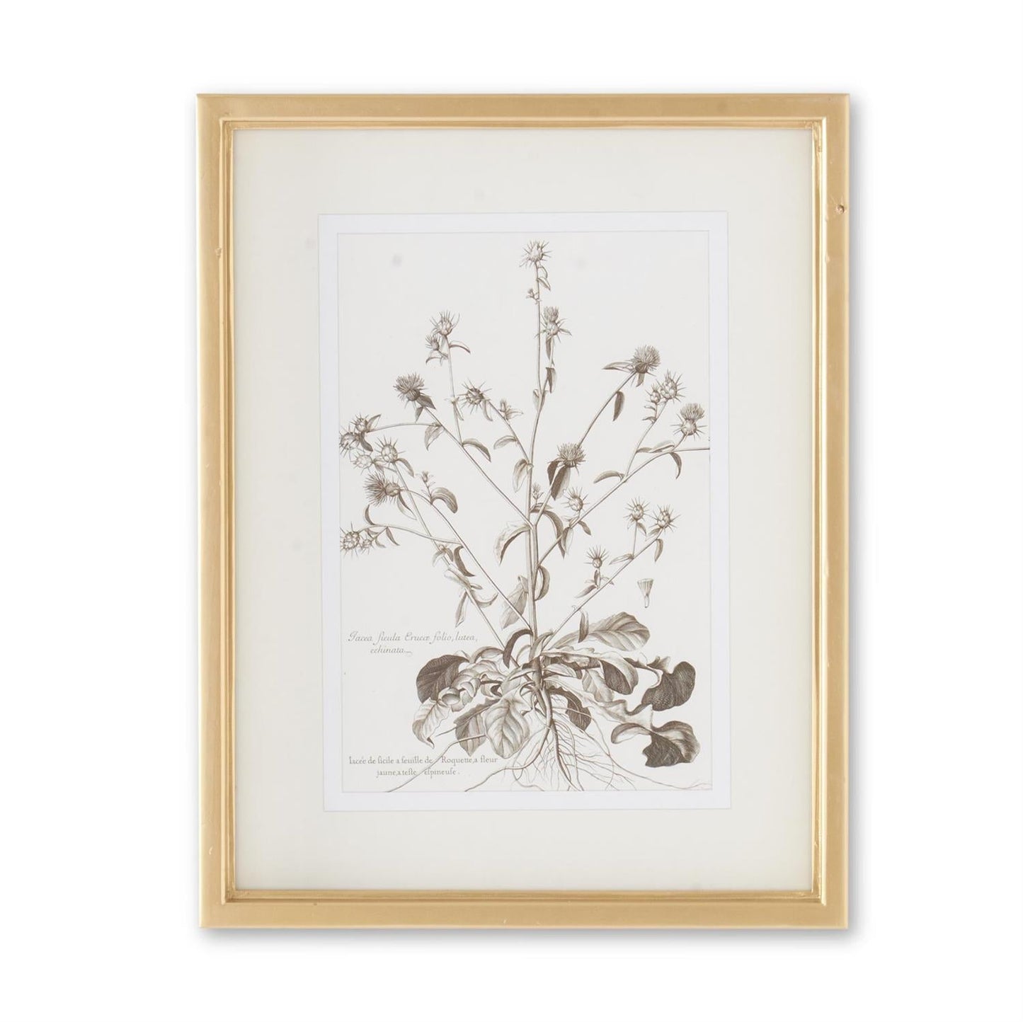 18" Gold Frame Botanical Print
